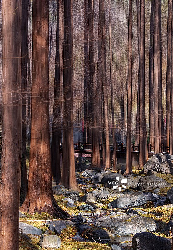 水杉林图片素材