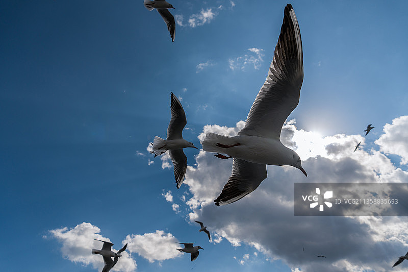沙鸥翔集图片素材