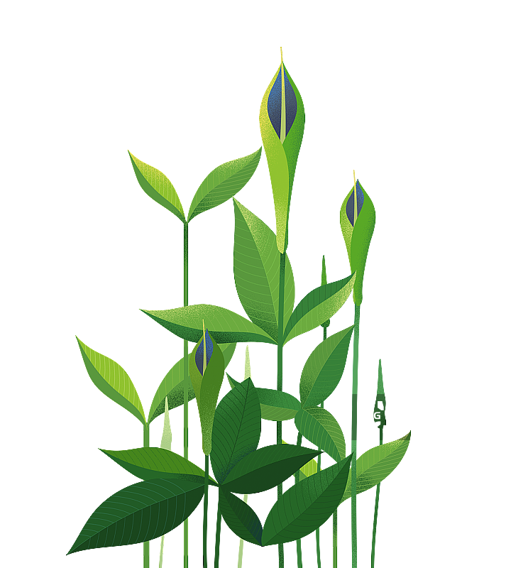 半夏草本植物图片素材