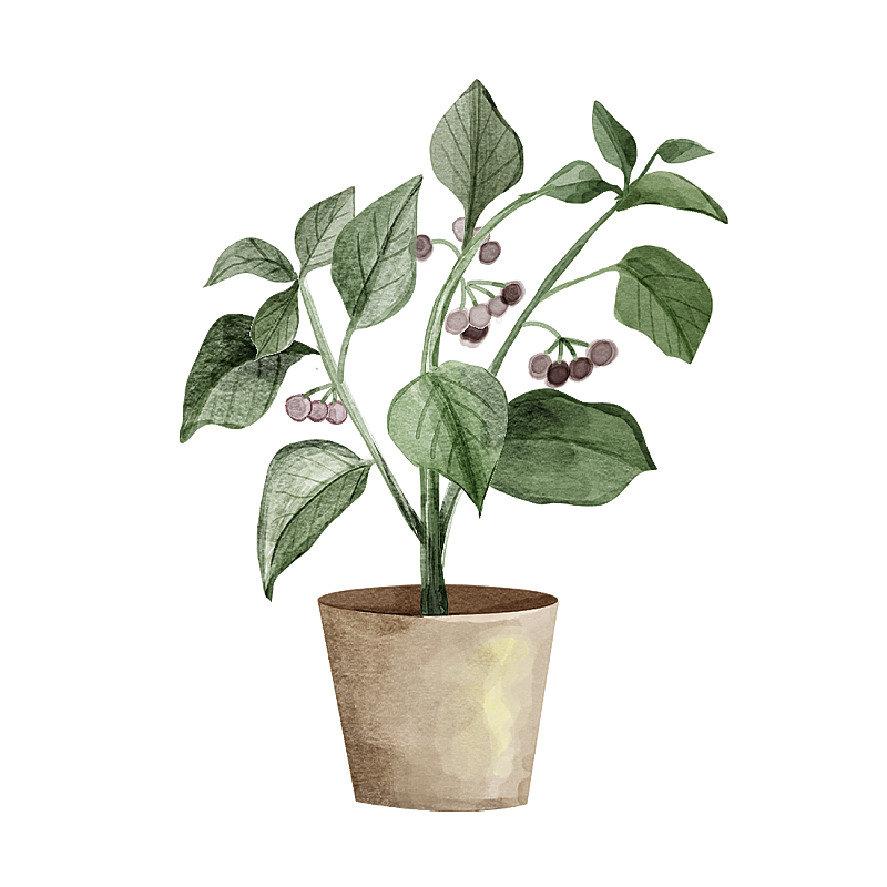 中草药龙葵图片素材