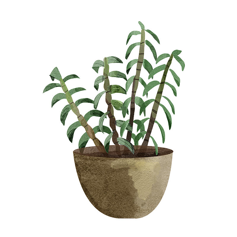 中草药石斛图片素材