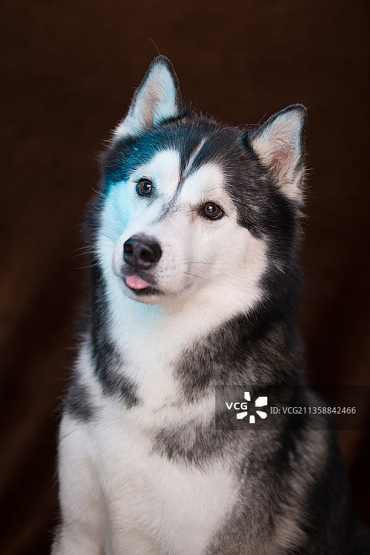 宠物纯底哈士奇素材图片图片素材