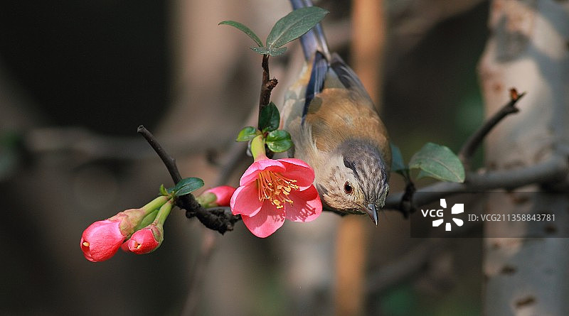 花姿鸟影图片素材