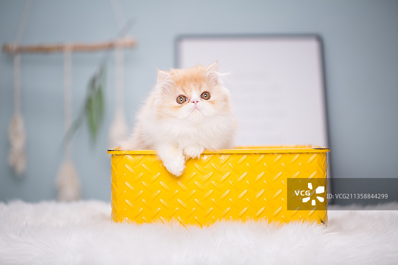 宠物纯底加菲猫素材图片图片素材