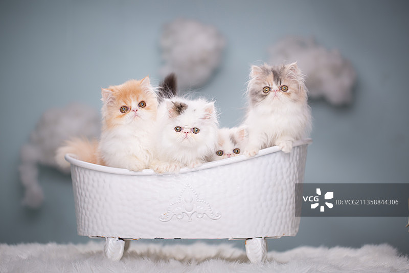 宠物纯底加菲猫素材图片图片素材