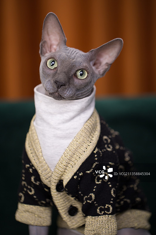 宠物纯底无毛猫素材图片图片素材