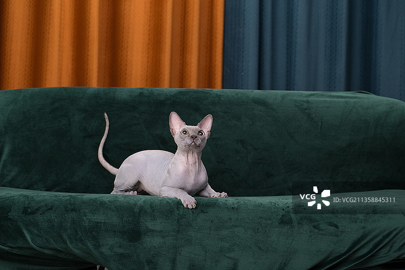 宠物纯底无毛猫素材图片图片素材