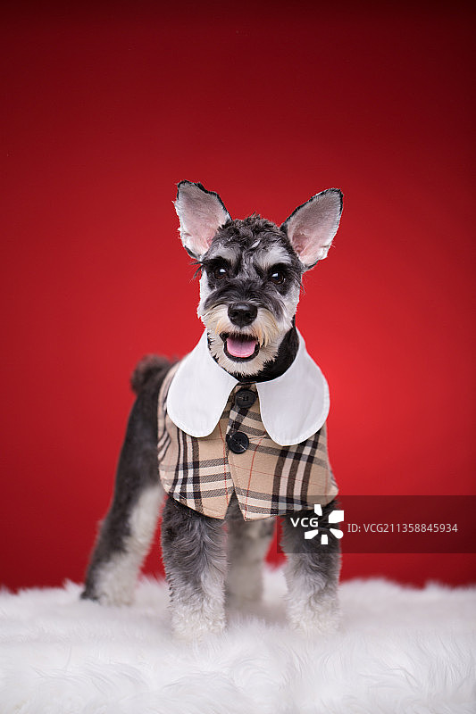 宠物纯底雪纳瑞素材图片图片素材