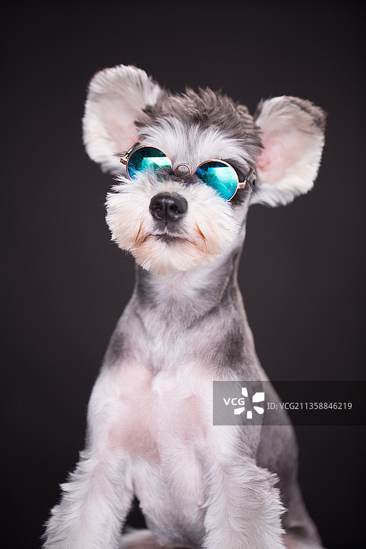 宠物纯底素材图片图片素材