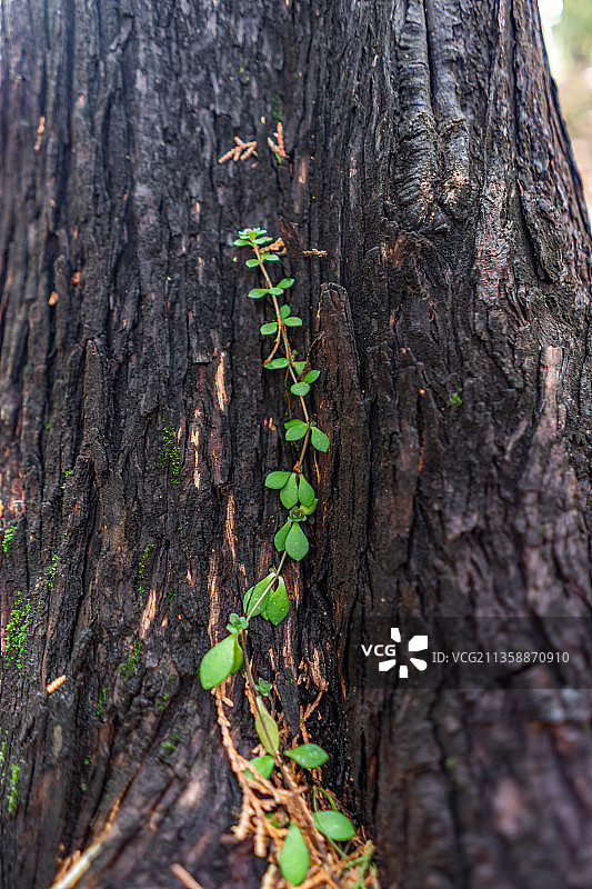 中国泰安泰山柏树根部生长的一支绿叶图片素材