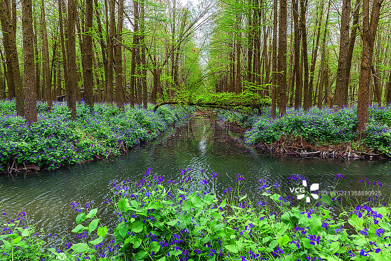 江苏兴化里下河李中湿地公园图片素材