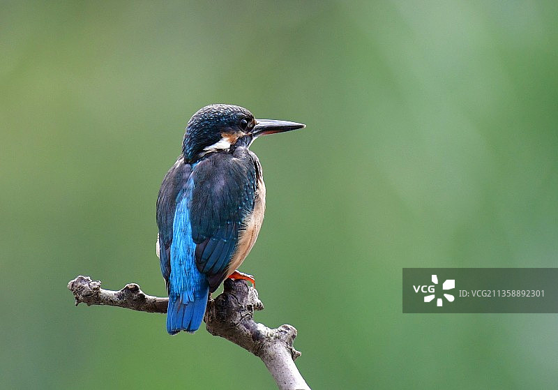 俏立枝头的小翠图片素材