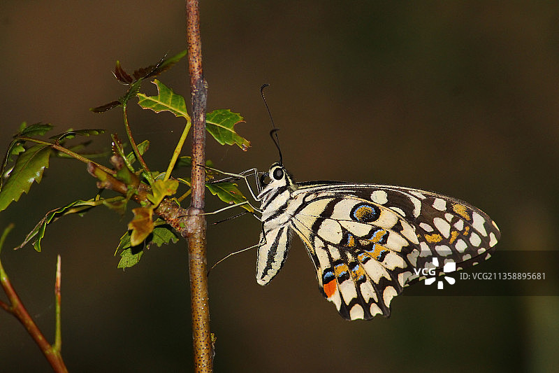 栖息在植物上的蝴蝶特写图片素材