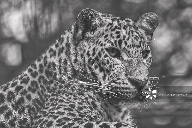 豹子特写，法国莱马特，罗扬大街图片素材