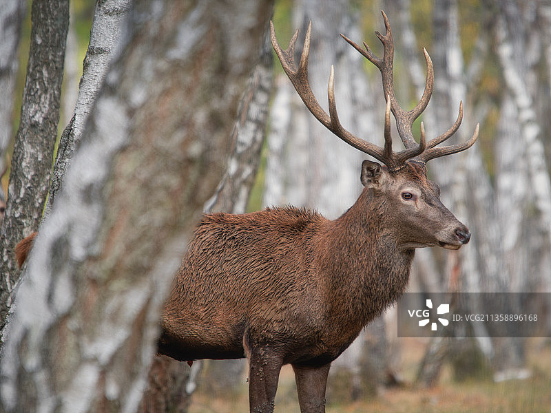 法国朗布依埃森林中的白色物体侧视图图片素材
