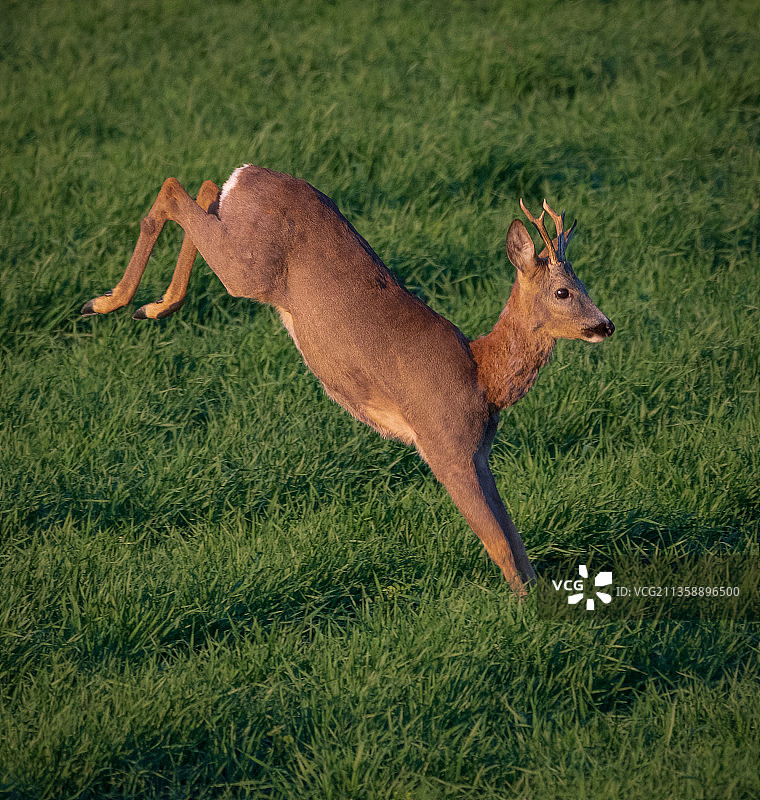 在草地上奔跑的白色马侧视图图片素材