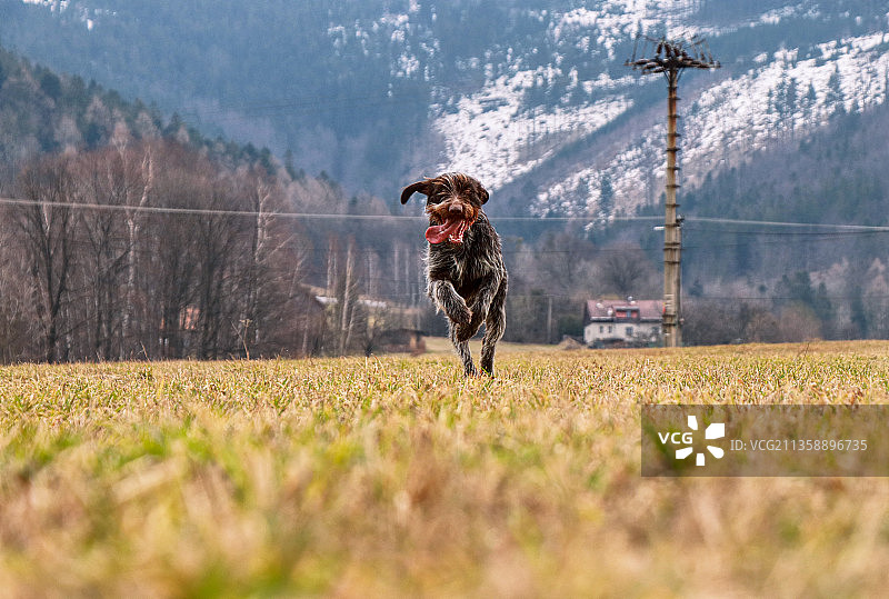 猎犬在田野里行走图片素材
