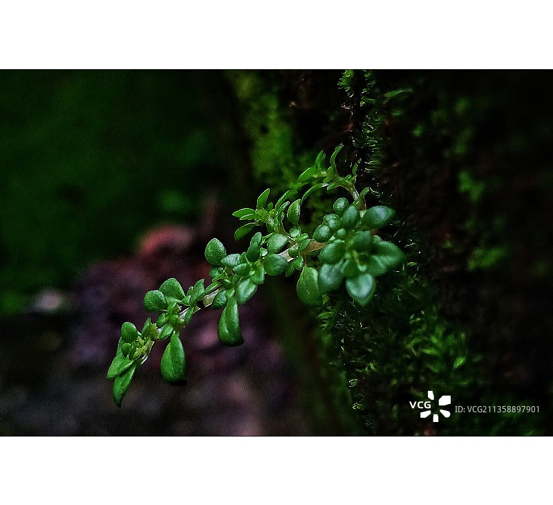 近距离观察田野上生长的植物，印度图片素材