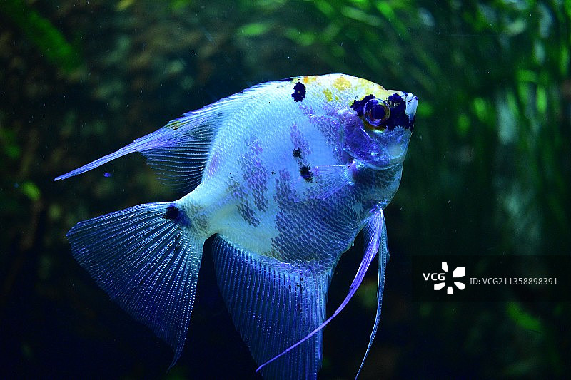 海中慈鲷游泳特写图片素材