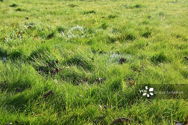 俄罗斯草地全景照片图片素材