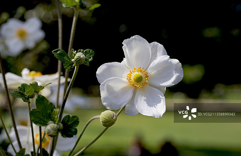 白色开花植物的特写镜头图片素材