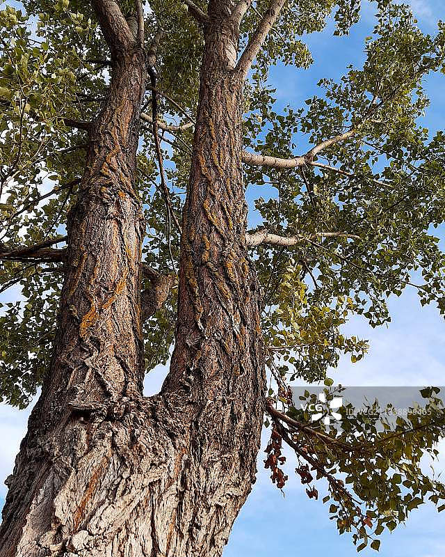 树对天空的低角度视图图片素材