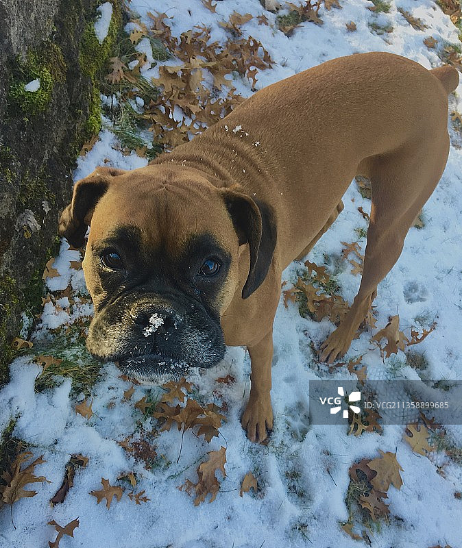 在白雪覆盖的田野上的拳击手，美国明尼苏达州橡树林图片素材