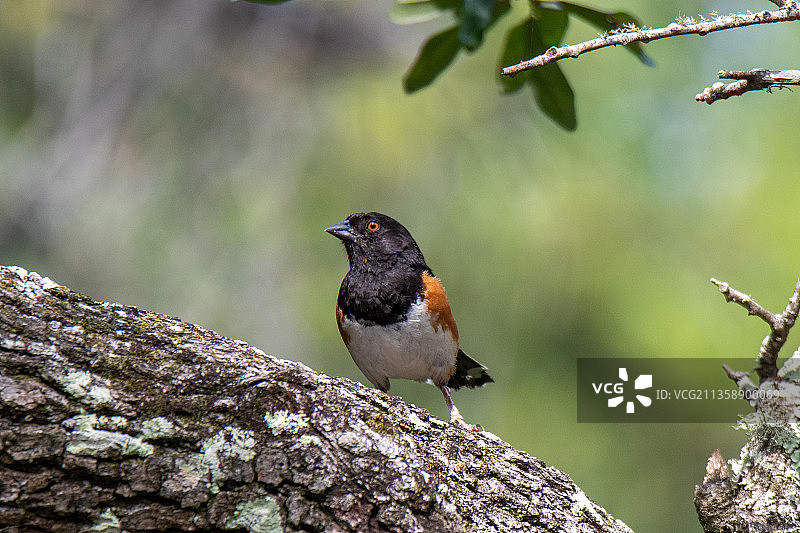 歌带鹀栖息在树上的特写，美国墨西哥湾群岛国家海岸图片素材