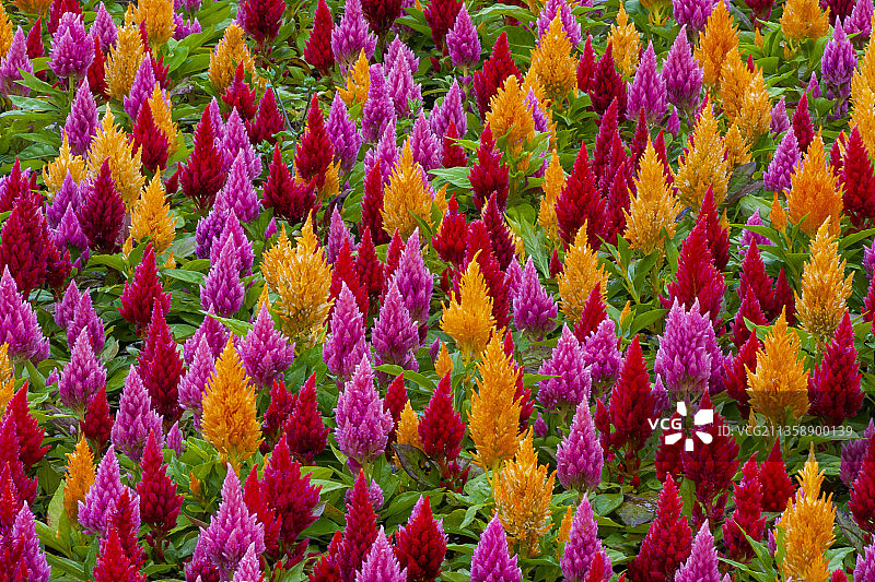 彩色开花植物的全景照片图片素材