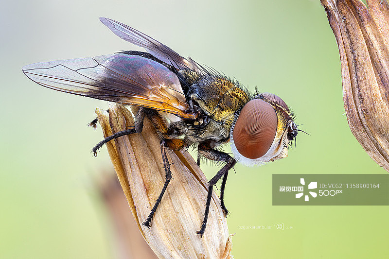 土耳其托卡特尼克萨尔的植物上的昆虫特写图片素材
