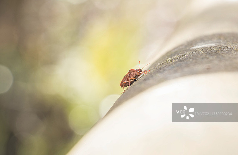 叶子上昆虫的特写，西班牙阿斯图里亚斯图片素材