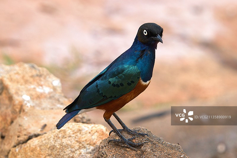 栖息在岩石上的紫辉椋鸟特写图片素材