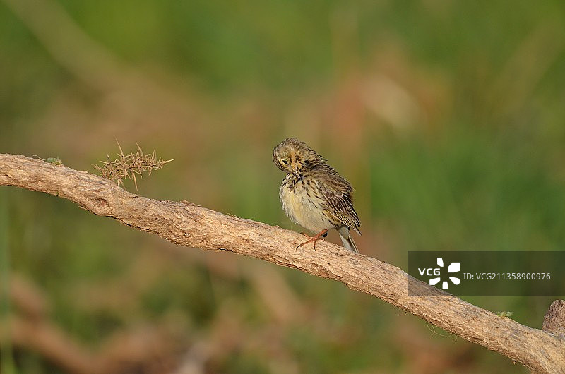 栖息在树枝上的鸣禽特写，英国图片素材