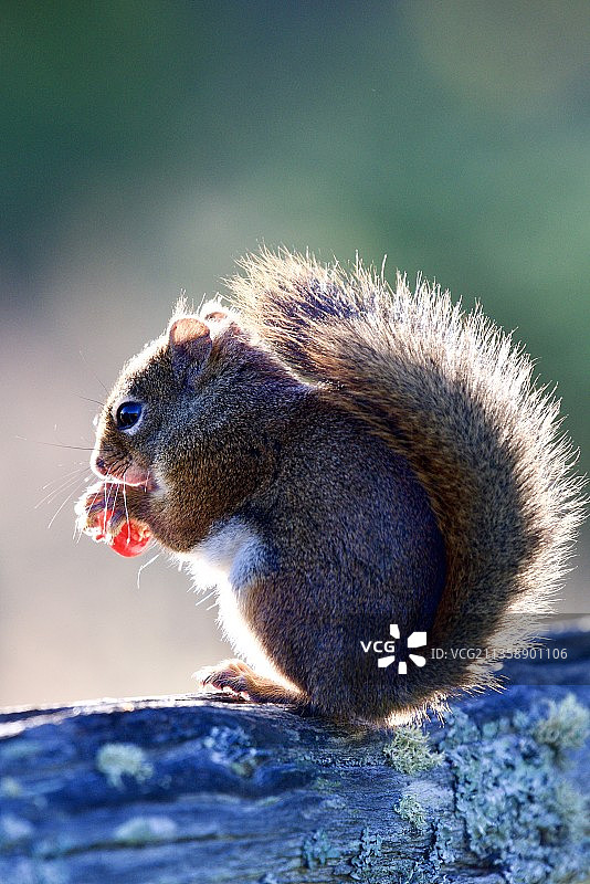 灰松鼠吃东西的近景图片素材