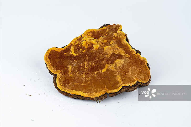 野生桑黄图片素材