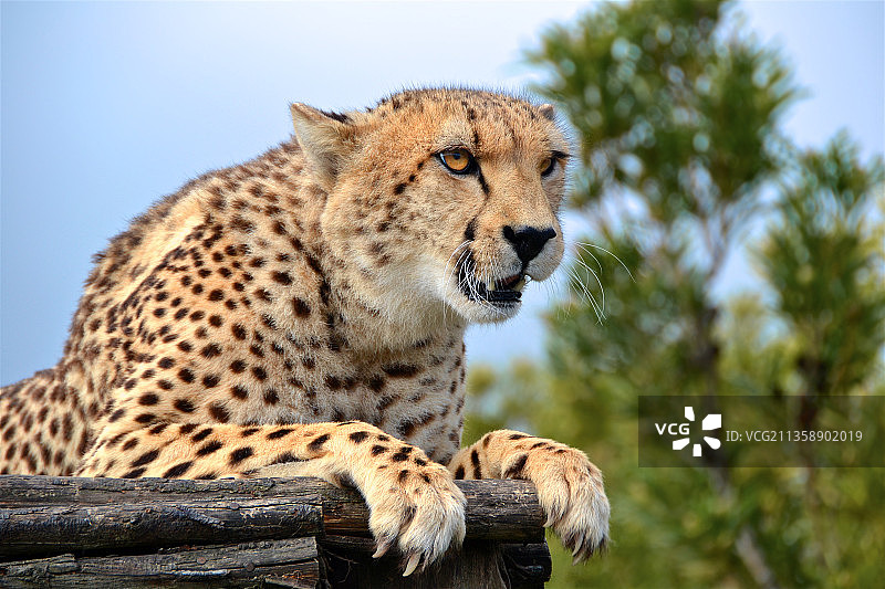 仰视视角下的非洲猎豹坐在树上，以天空为背景图片素材