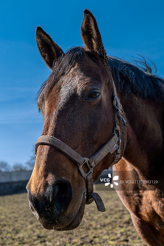 捷克博尼采田野上的纯种马特写图片素材