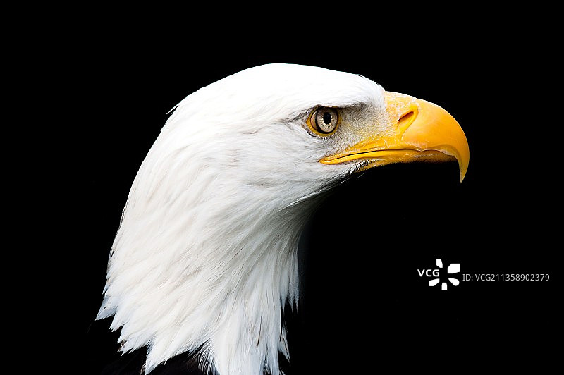 黑背景前白头海雕特写，英国贝德福德图片素材
