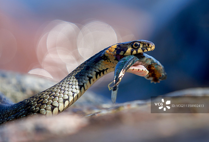 芬兰岩石上的草水蛇特写图片素材