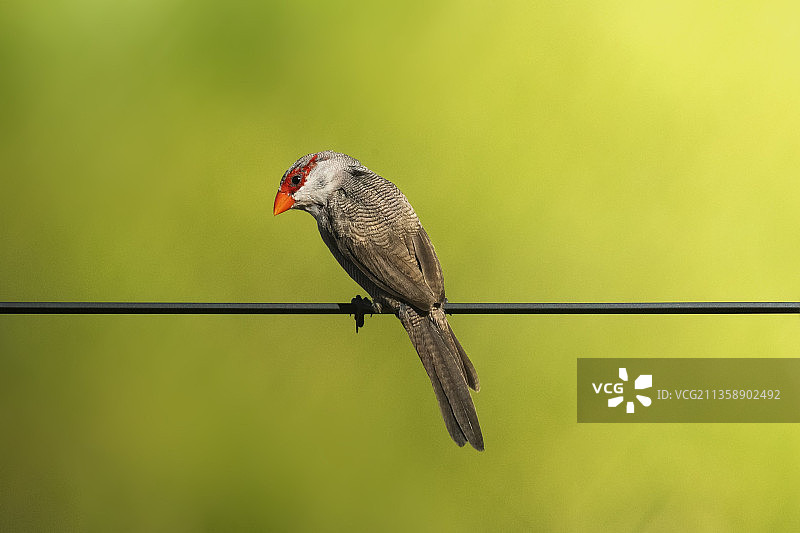 近距离拍摄在巴西栖息在电缆上的鸣禽图片素材