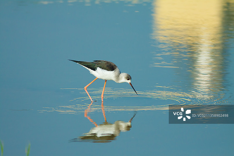 黑翅长脚鹬在湖中的侧视图图片素材
