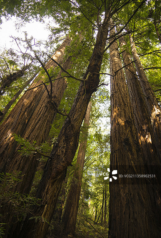 美国加利福尼亚森林中竹树的低角度视图图片素材