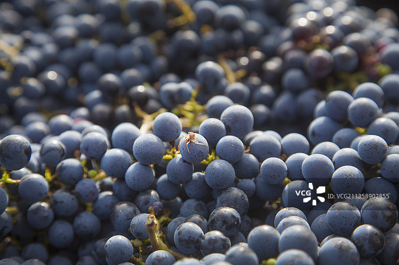 蓝莓特写图片素材