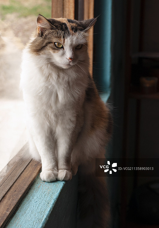 猫咪坐在窗台上的特写图片素材