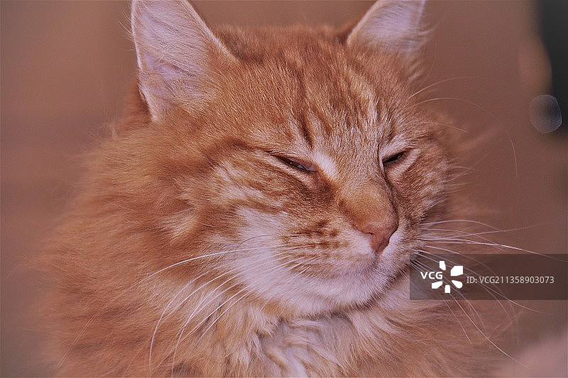 阿根廷，猫咪特写图片素材