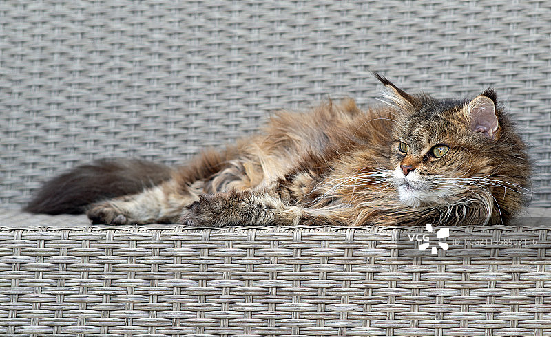 在椅子上休息的猫的特写肖像图片素材