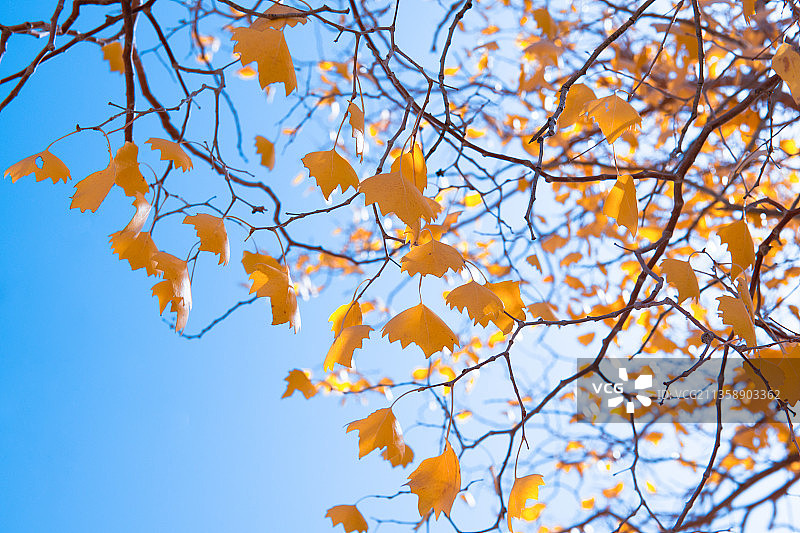 叶子，蓝色背景，黄色，枝，胡杨树图片素材