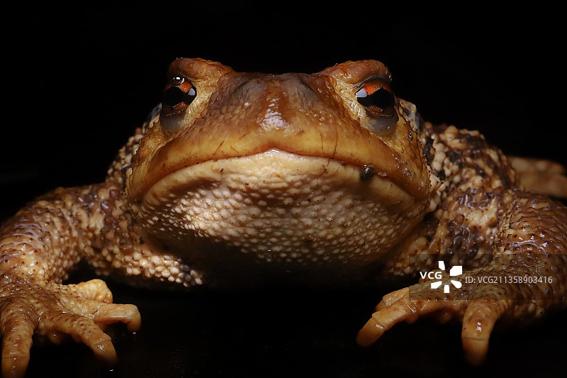 黑色背景下的青蛙特写图片素材