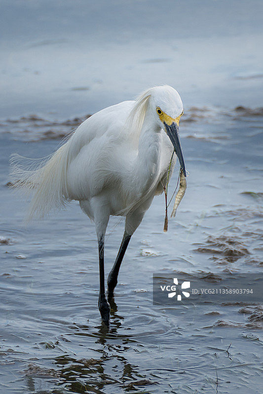 白鹭栖息在湖上的特写图片素材