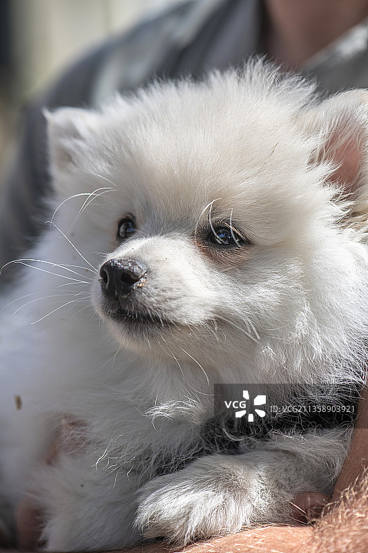 纯种小型尖嘴犬特写，望向远方图片素材